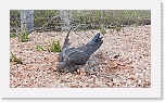 Jeris_06_2010-1020707_kaki cuckoo * 2808 x 1573 * (3.65MB)